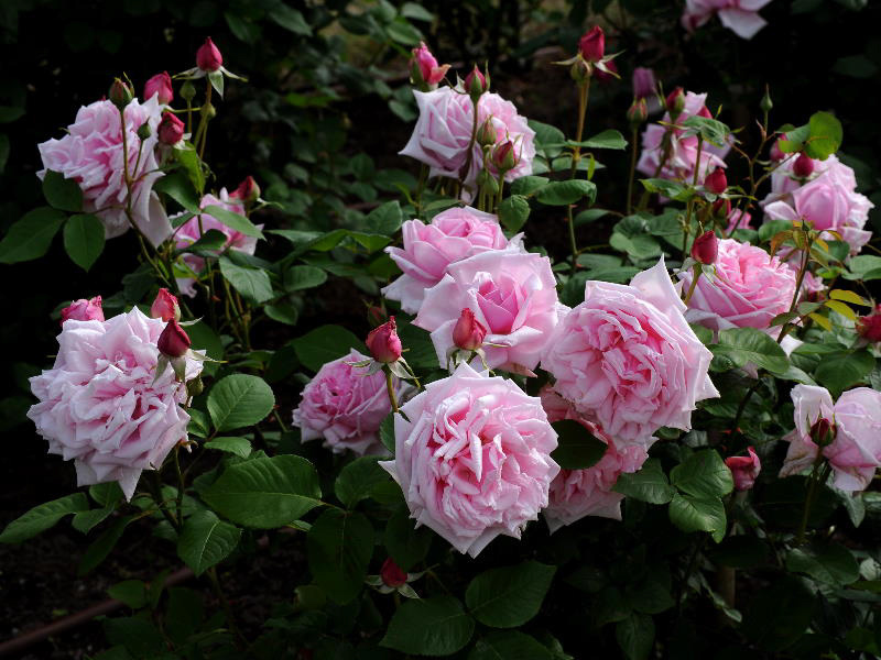 %_tempFileName73-20090530-1085%