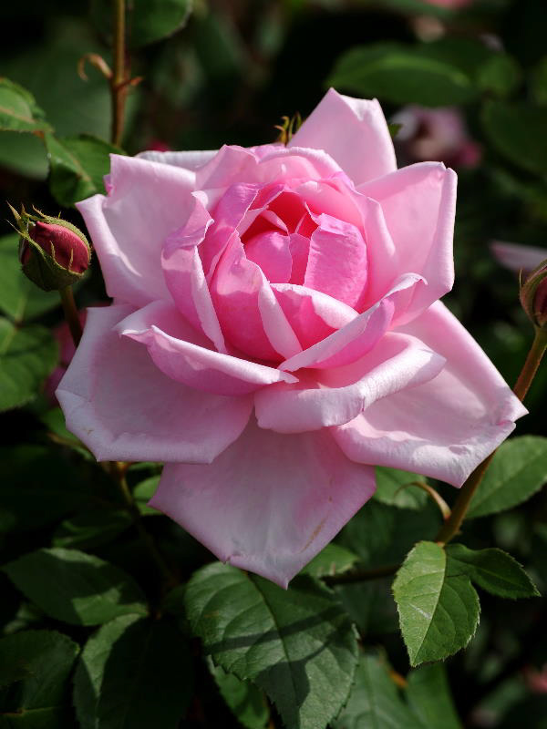 %_tempFileName78-20090530-1093%
