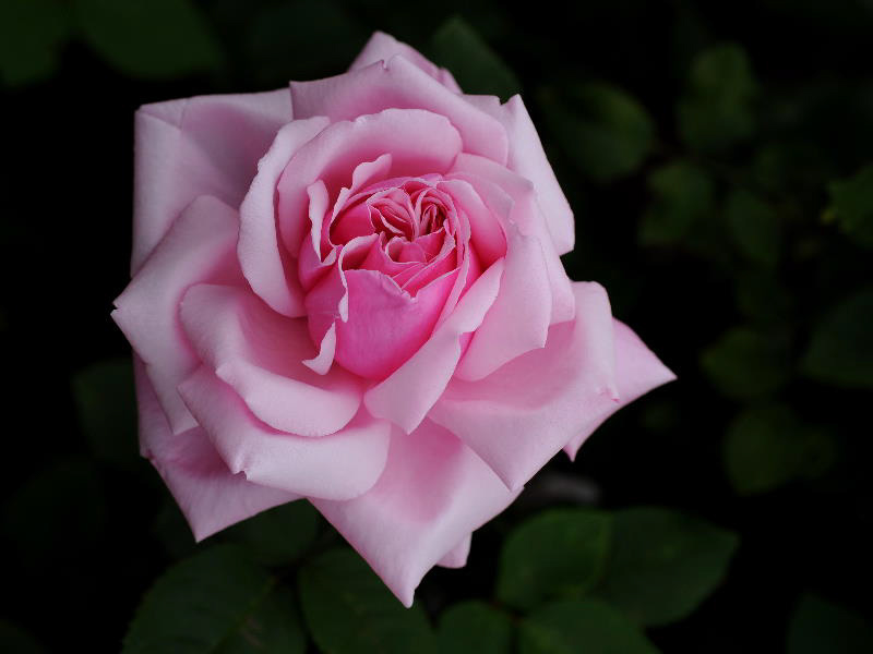 %_tempFileName81-20090530-1188%