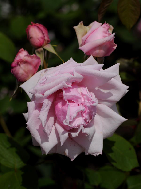 %_tempFileName85-20100515-0518%