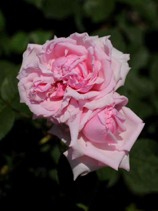 %_tempFileName89-20100530-0098%