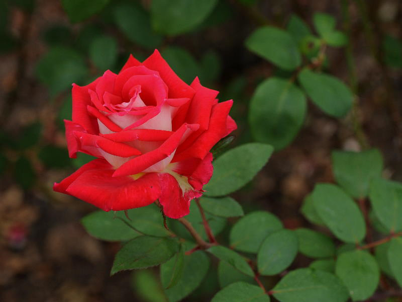 %_tempFileName46-20091017-0095%