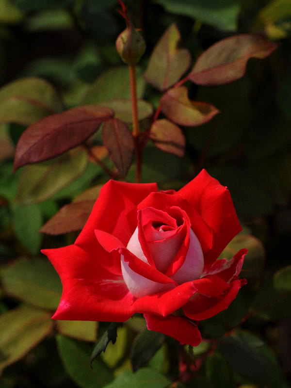 %_tempFileName51-20101023-0532%