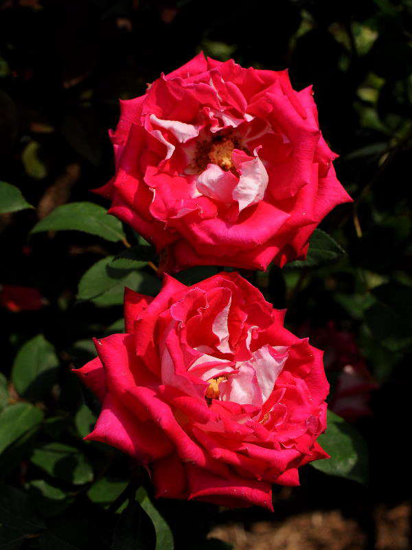 %_tempFileName55-20110604-1237%