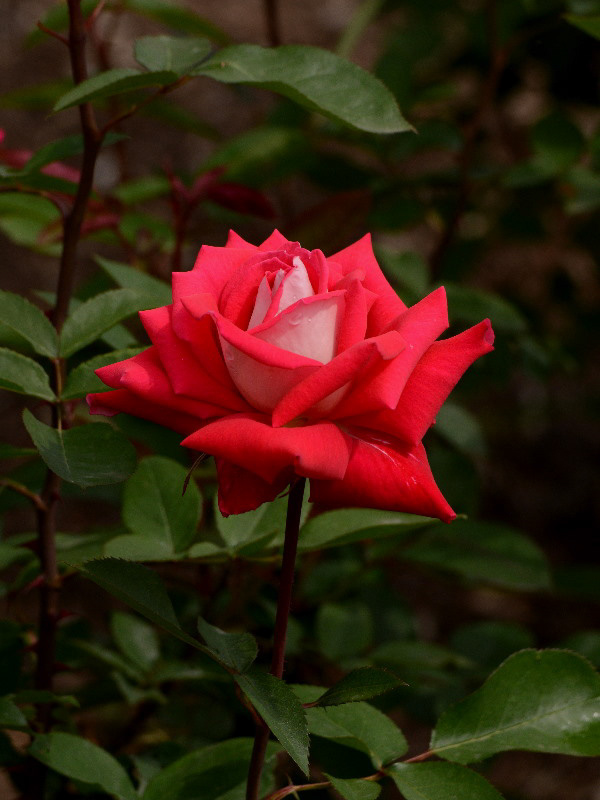 %_tempFileName68-20120526-0254%