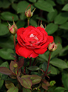 %_tempFileName35-20090614-0064%