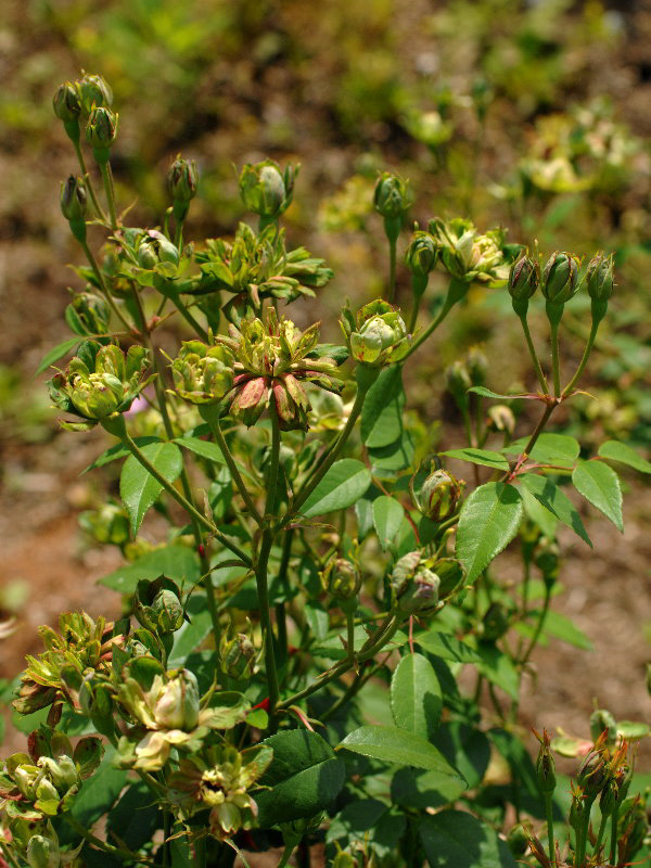 %_tempFileName81-20070527-0397%
