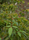%_tempFileName31-20031011-0520%