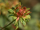 %_tempFileName35-20031031-0350%