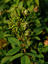 %_tempFileName65-20061104-0315%