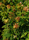 %_tempFileName66-20061104-0316%