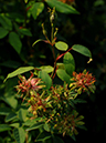 %_tempFileName67-20061104-0317%