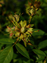 %_tempFileName68-20061104-0320%