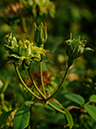 %_tempFileName69-20061104-0322%