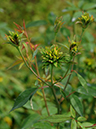 %_tempFileName85-20071013-0220%
