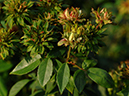 %_tempFileName93-20071110-0482%