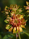 %_tempFileName96-20071124-0219%