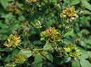 %_tempFileName97-20080518-0885%