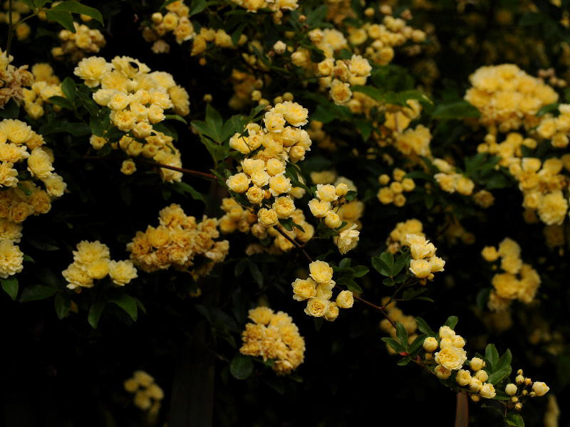 %_tempFileName77-20090503-0078%