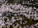 %_tempFileName042-20130331-0091%
