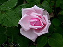 002-01-ラ・フランス20240506-0991