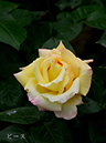 002-06-ピース20240506-0788