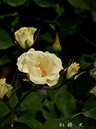 002-04-緑光20240529-0105