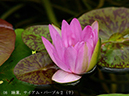 004-08-サイアム・パープル２20240613-0102
