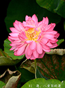 002-03-八重茶碗蓮20240613-0014