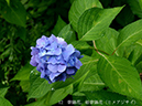 004-12-ヒメアジサイ20240616-0141