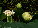 002-06-蘆山白蓮20240619-0032