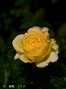 004-02-ミツコ20240624-0250