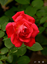 004-17-友愛(Yuai)20240627-0346