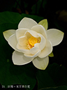 002-21-巨椋・五丁田白花20240627-0072