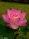 002-29-藤壺蓮20240627-0106