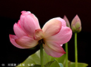 002-05-桜蓮20240627-0582