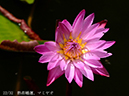 004-22-マミヤオ20240629-0295