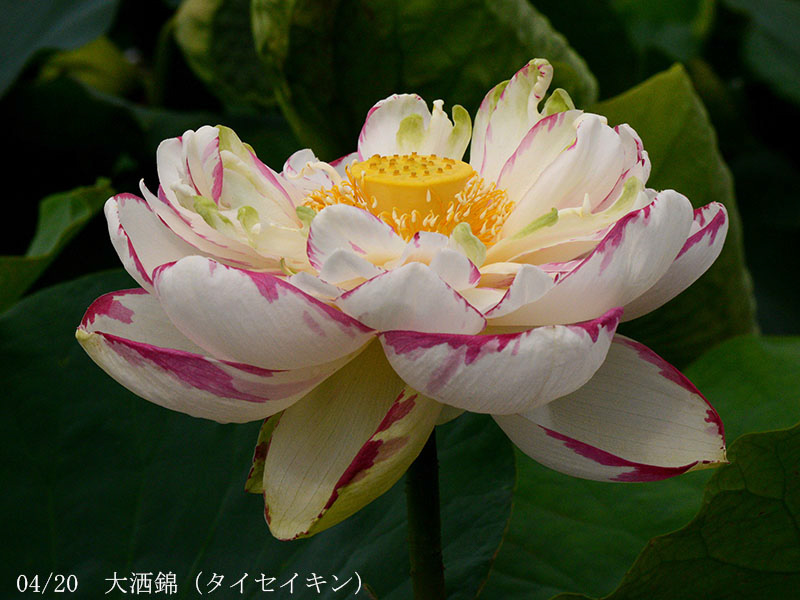 002-04-大洒錦20240629-0003