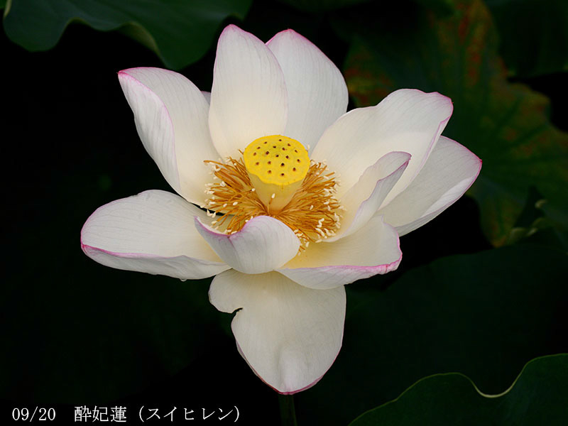 002-09-酔妃蓮20240629-0035