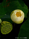 002-07-アメリカ黄花20240629-0014