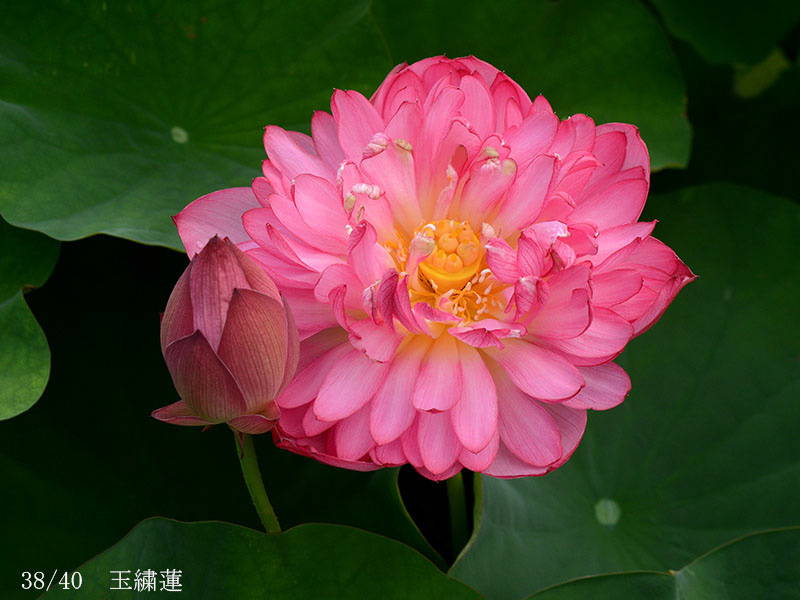 002-38-玉繍蓮20240703-0174