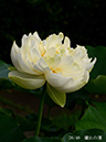 002-26-廬山白蓮20240703-0126