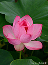 002-28-漁山紅蓮20240703-0133