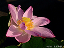 002-08-皇居和蓮20240706-0035