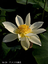 002-09-アメリカ黄花20240706-0046