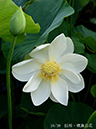 002-10-巨椋・槇島白花20240707-0082