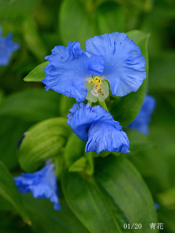 004-01-青花20240709-0099