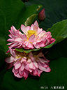 002-09-八重茶碗蓮20240709-0053