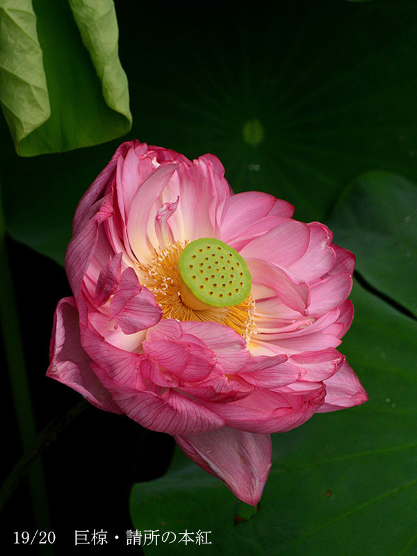 002-19-巨椋・請所の本紅20240710-0213