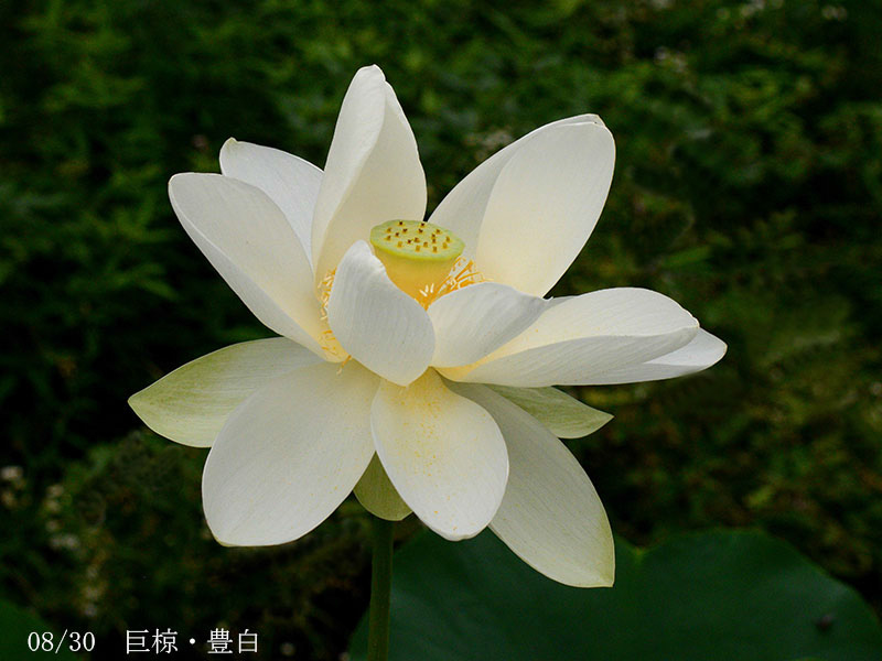 002-08-巨椋・豊白20240710-0063